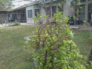Our jasmine vine and blossoms