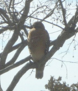 Red-shouldered hawk - Spirit Totem