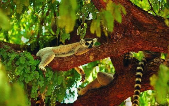 lemur_sleeping_tree