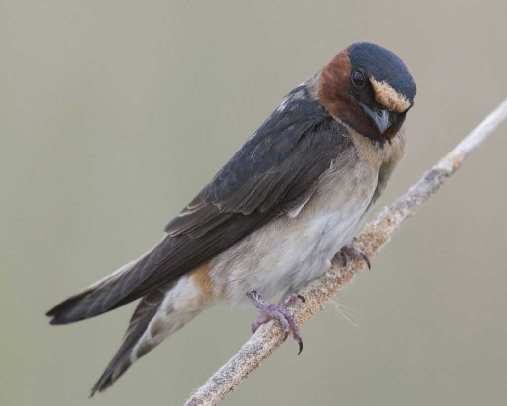 Cliff_Swallow