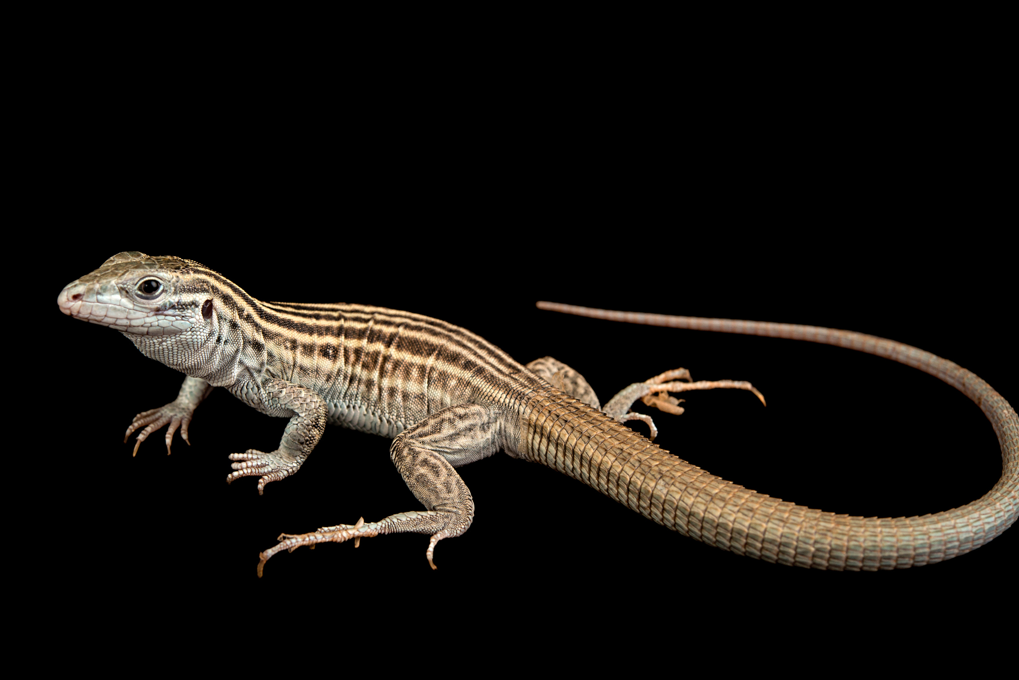 NGS Picture Id:2208767