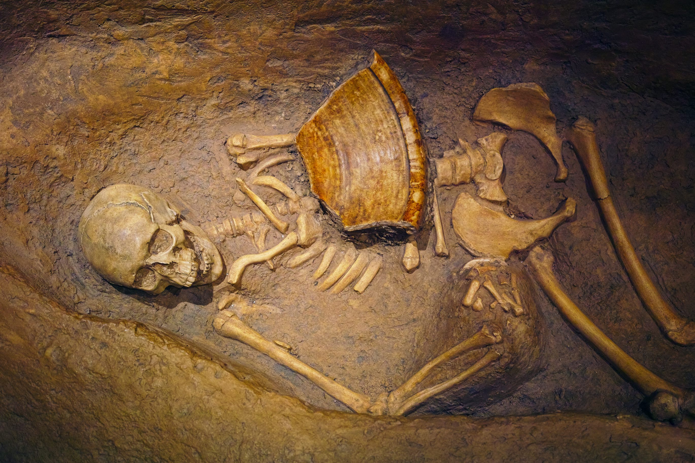 Human skeletal remains that have been dug up from a shallow grave