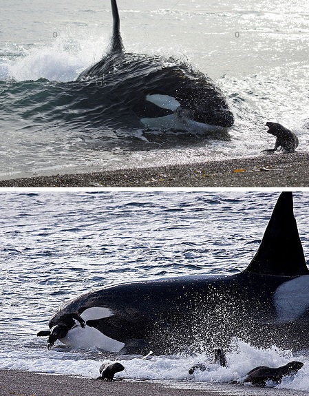 Orca v seals